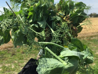 Austrian Winter Peas