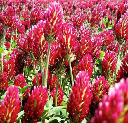 Dixie Crimson Clover