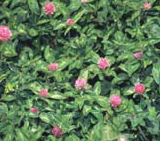 Red Clover