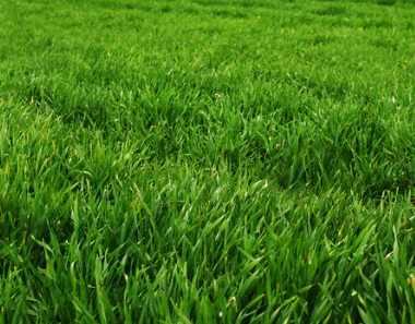 Rye Clover Crop