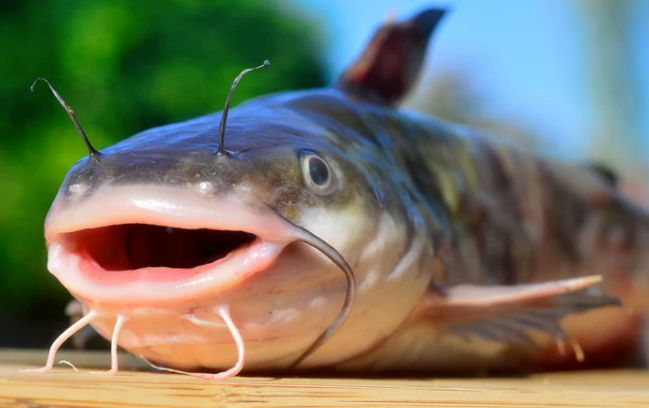 FISH