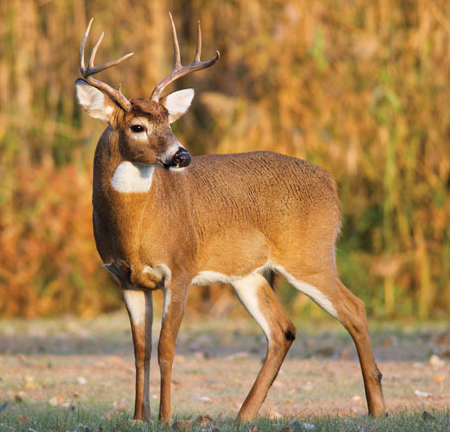 DEER