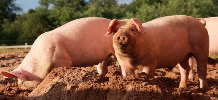 HOG