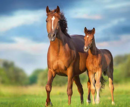 HORSE
