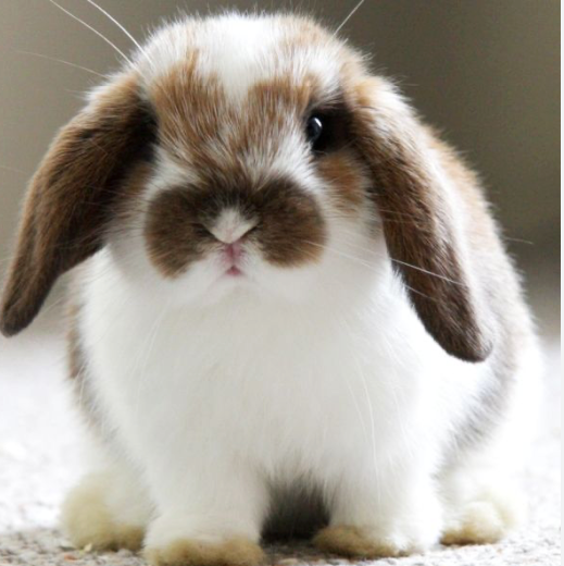 Rabbit – The Barnyard