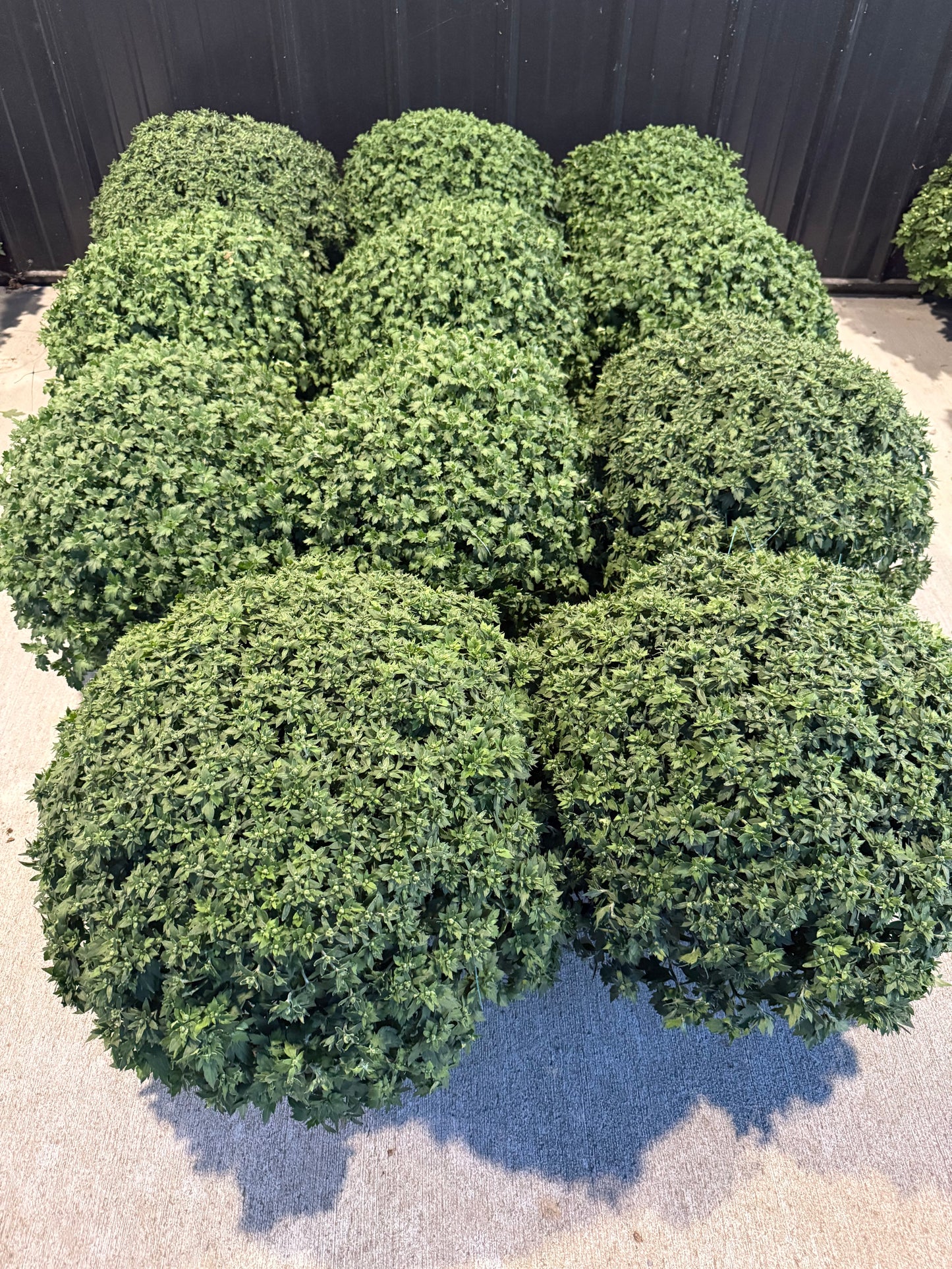 Belgian Mum White