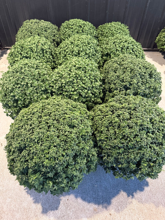 Belgian Mum Orange