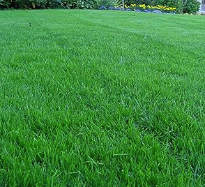 Fescue, KY-31, per lb