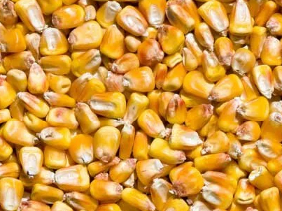 The Best! Shelled Corn