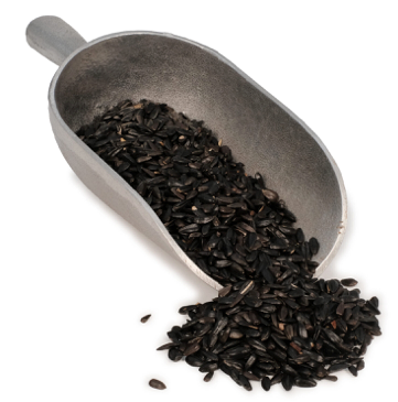 Black Oil Sunflower (40 lbs)