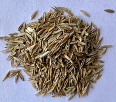 Fescue, KY-31, per lb