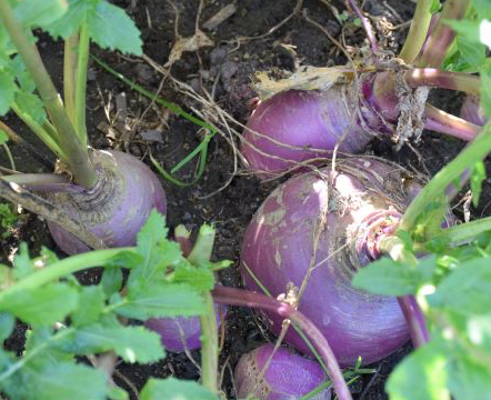 Purple Top Turnip Seed